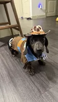Brownie, a male Miniature Dachshund for sale in Frisco, TX – 1 of 2