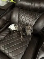 Brownie, a male Miniature Dachshund for sale in Frisco, TX – 2 of 2