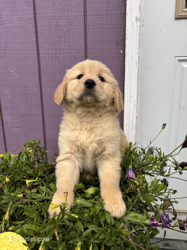 Golden  – Golden Retriever puppy for sale in Wasilla, AK