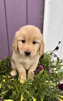 Golden , a female Golden Retriever for sale in Wasilla, AK – 2 of 5