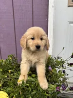 Golden , a female Golden Retriever for sale in Wasilla, AK – 4 of 5
