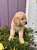 Golden , a female Golden Retriever for sale in Wasilla, AK – 5 of 5