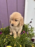 Golden , a female Golden Retriever for sale in Wasilla, AK – 3 of 5