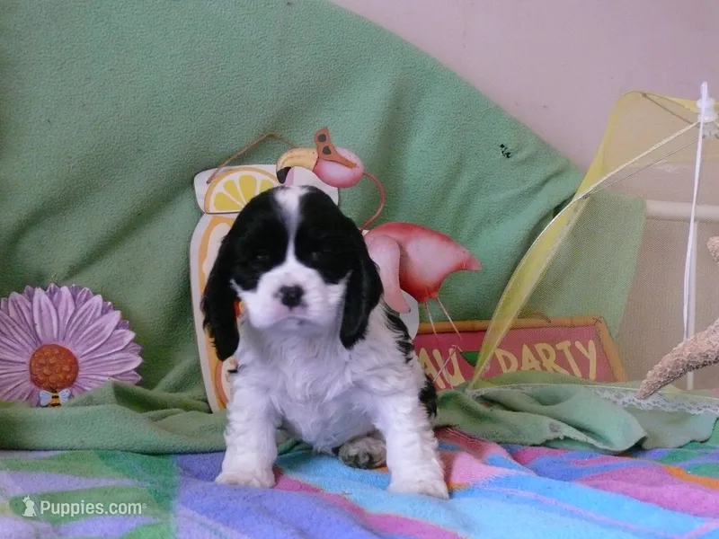 Ophilia – Cocker Spaniel puppy for sale in Riverside, CA