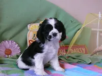 Prince, a male Cocker Spaniel for sale in Riverside, CA – 2 of 5