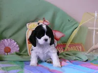 Ophilia, a female Cocker Spaniel for sale in Riverside, CA – 2 of 6