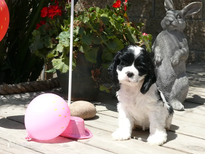 Ophilia – Cocker Spaniel puppy for sale in Riverside, CA