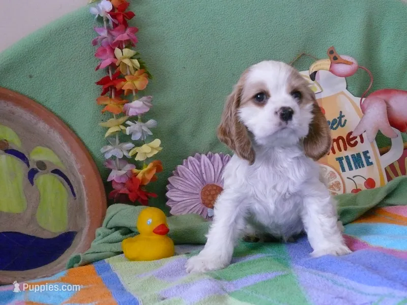 Ralphie – Cocker Spaniel puppy for sale in Riverside, CA