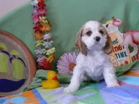 Ralphie, a male Cocker Spaniel for sale in Riverside, CA – 1 of 5