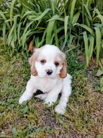 Ralphie, a male Cocker Spaniel for sale in Riverside, CA – 2 of 5