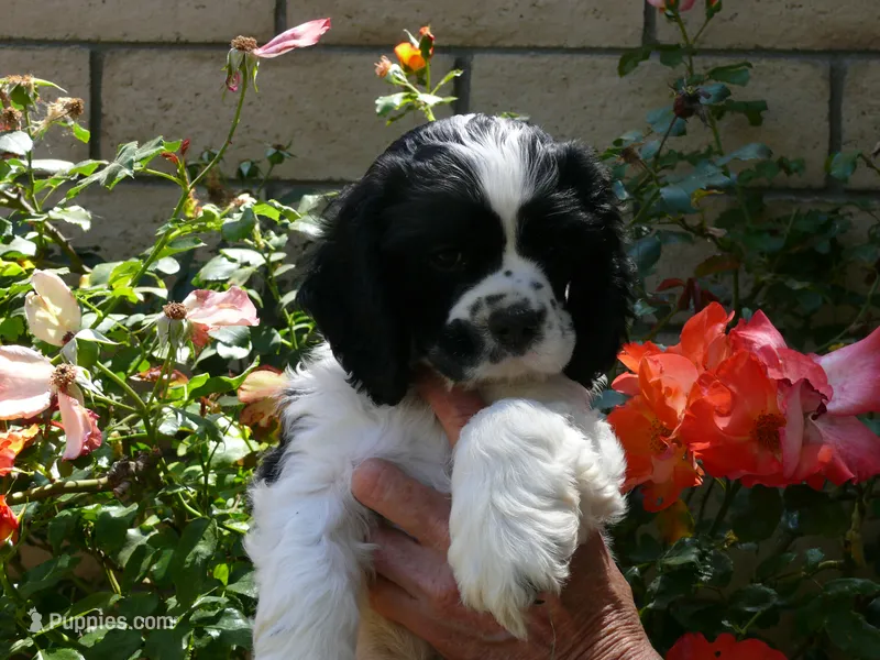 Prince – Cocker Spaniel puppy for sale in Riverside, CA