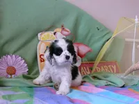 Opalite, a male Cocker Spaniel for sale in Riverside, CA – 2 of 6