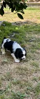 Prince, a male Cocker Spaniel for sale in Riverside, CA – 3 of 5