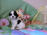 Opalite, a male Cocker Spaniel for sale in Riverside, CA – 3 of 6