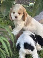 Ralphie, a male Cocker Spaniel for sale in Riverside, CA – 3 of 5
