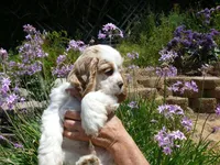 Ralphie, a male Cocker Spaniel for sale in Riverside, CA – 3 of 5