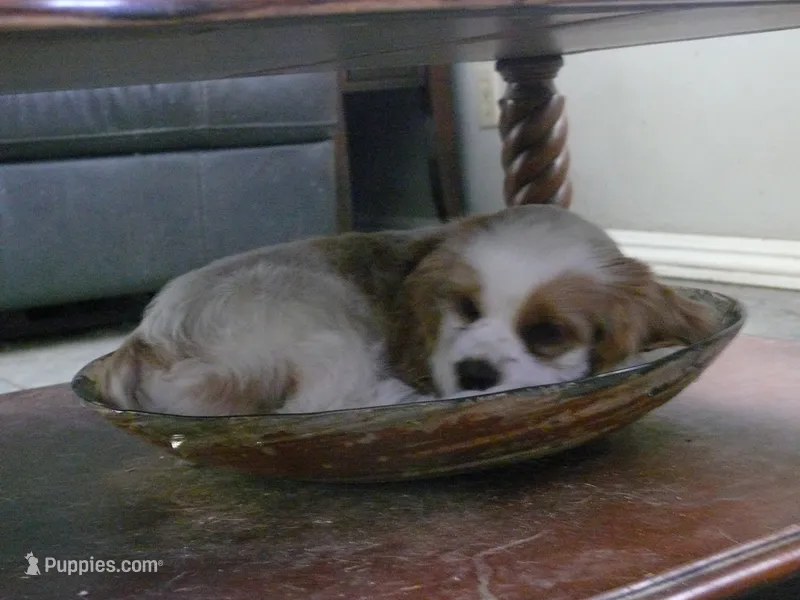 Ralphie – Cocker Spaniel puppy for sale in Riverside, CA
