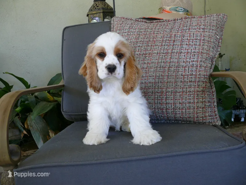 Ralphie – Cocker Spaniel puppy for sale in Riverside, CA