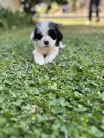 Opalite, a male Cocker Spaniel for sale in Riverside, CA – 1 of 6