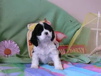 Ophilia, a female Cocker Spaniel for sale in Riverside, CA – 4 of 6