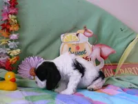 Ophilia, a female Cocker Spaniel for sale in Riverside, CA – 3 of 6