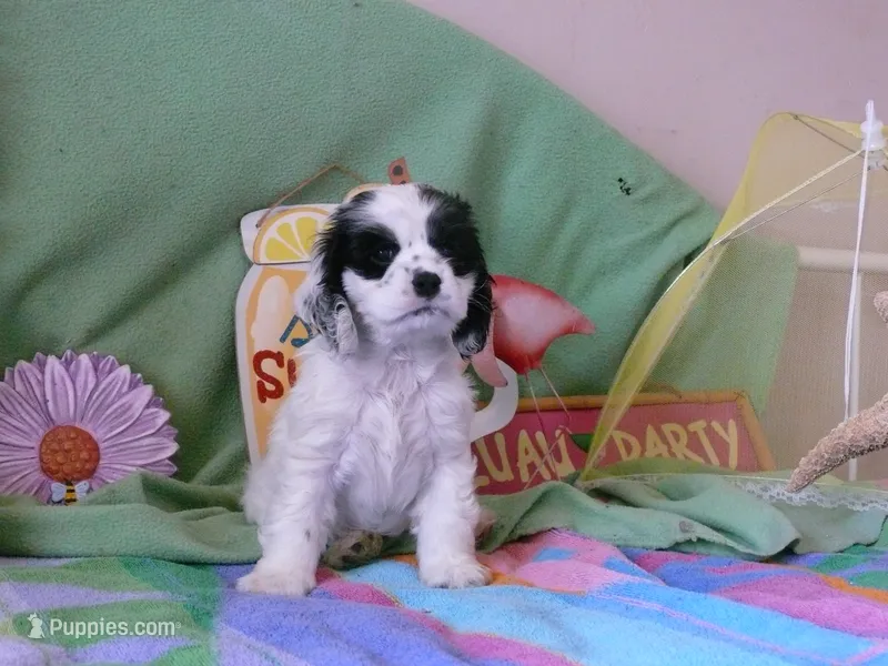 Opalite – Cocker Spaniel puppy for sale in Riverside, CA