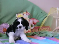 Prince, a male Cocker Spaniel for sale in Riverside, CA – 1 of 5
