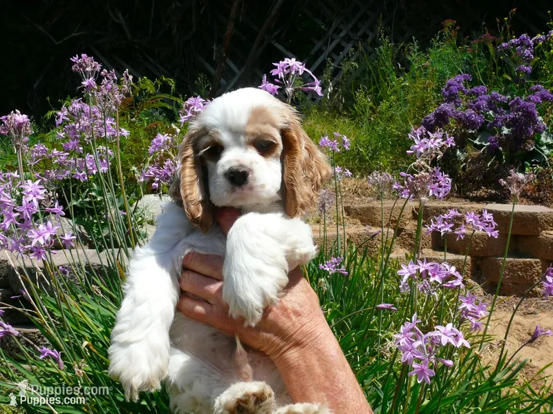 Ralphie – Cocker Spaniel puppy for sale in Riverside, CA