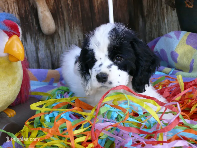Opalite – Cocker Spaniel puppy for sale in Riverside, CA