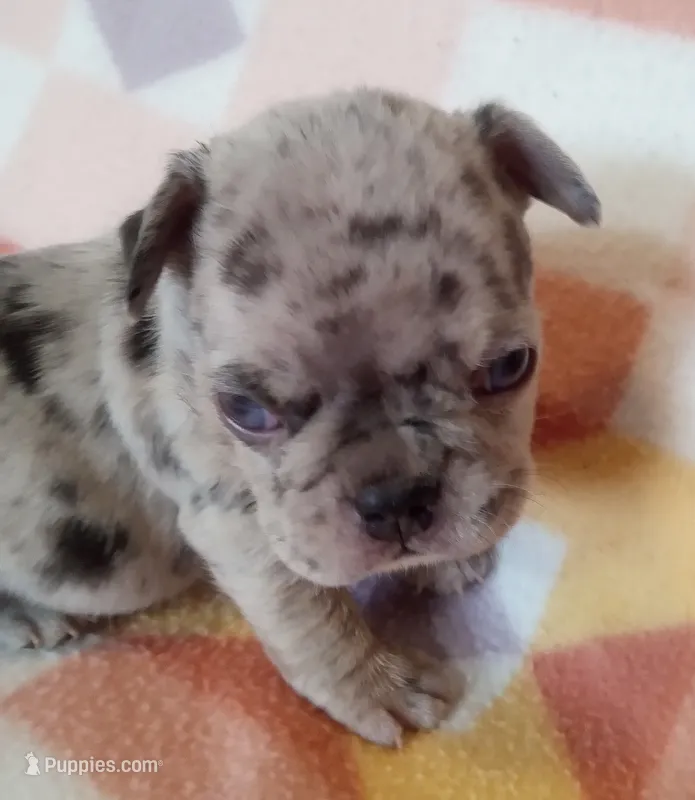 Uno – French Bulldog puppy for sale in Indianapolis, IN