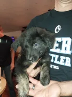 Dolly, a female Border Collie and German Shepherd Dog for sale in La Junta, CO – 2 of 6