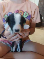 Tessa, a female Border Collie and German Shepherd Dog for sale in La Junta, CO – 2 of 3
