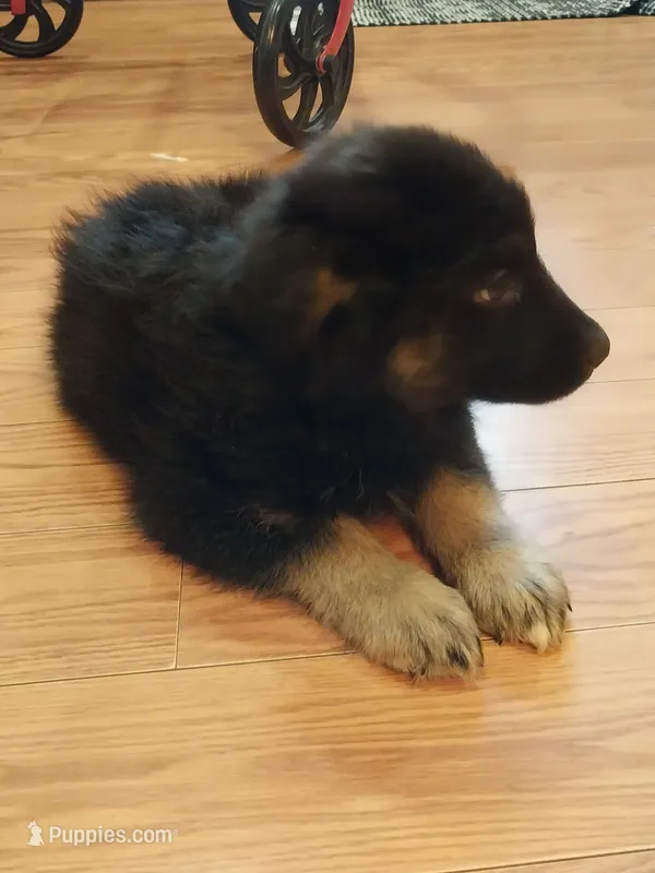 Marley – Border Collie, German Shepherd Dog puppy for sale in La Junta, CO