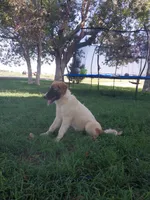 Mace, a male German Shepherd Dog and Anatolian Shepherd Dog for sale in La Junta, CO – 4 of 5