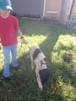 Oreo, a male German Shepherd Dog and Anatolian Shepherd Dog for sale in La Junta, CO – 4 of 7