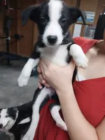 Tessa, a female Border Collie and German Shepherd Dog for sale in La Junta, CO – 3 of 8