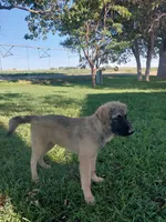 Toby, a male German Shepherd Dog and Anatolian Shepherd Dog for sale in La Junta, CO – 2 of 4