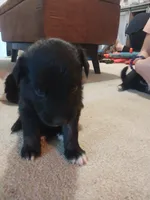 Dolly, a female Border Collie and German Shepherd Dog for sale in La Junta, CO – 2 of 3