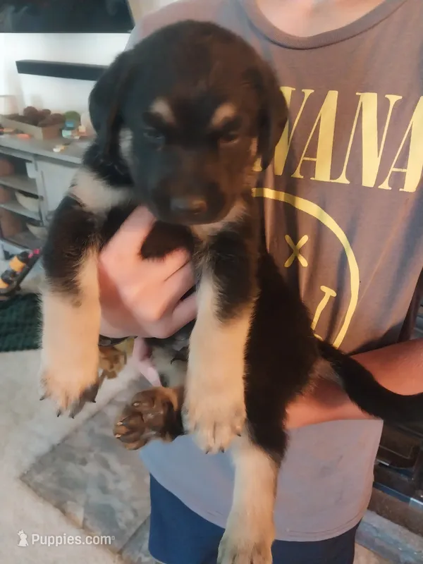 Cooper – German Shepherd Dog, Labrador Retriever puppy for sale in La Junta, CO