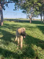 Toby, a male German Shepherd Dog and Anatolian Shepherd Dog for sale in La Junta, CO – 3 of 4