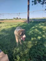 Eddie, a male German Shepherd Dog and Anatolian Shepherd Dog for sale in La Junta, CO – 2 of 7