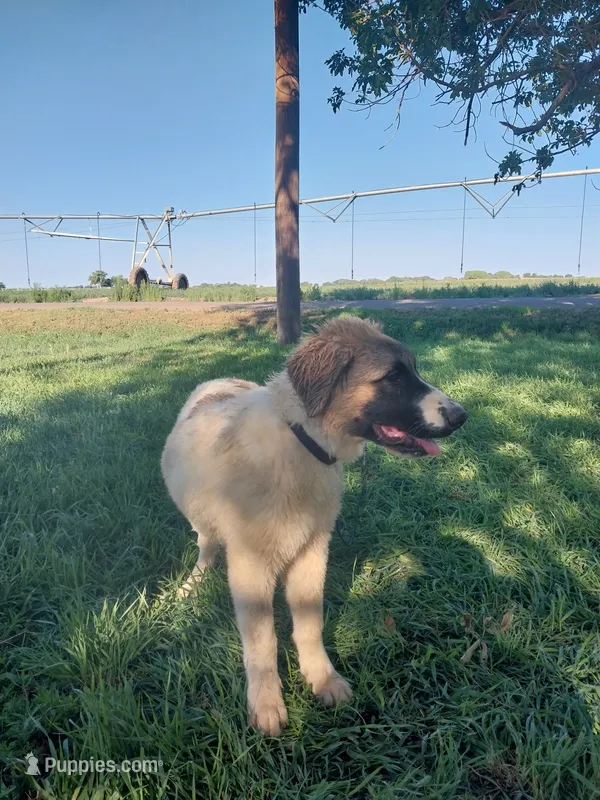 Eddie – German Shepherd Dog, Anatolian Shepherd Dog puppy for sale in La Junta, CO