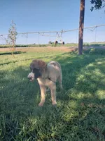 Eddie, a male German Shepherd Dog and Anatolian Shepherd Dog for sale in La Junta, CO – 4 of 7
