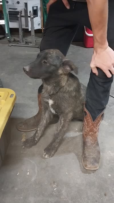 Timid, a female German Shepherd Dog and Anatolian Shepherd Dog for sale in La Junta, CO – 3 of 3