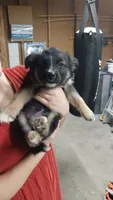 Luna, a female Border Collie and German Shepherd Dog for sale in La Junta, CO – 2 of 5