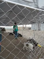 Duke, a male German Shepherd Dog and Anatolian Shepherd Dog for sale in La Junta, CO – 8 of 9
