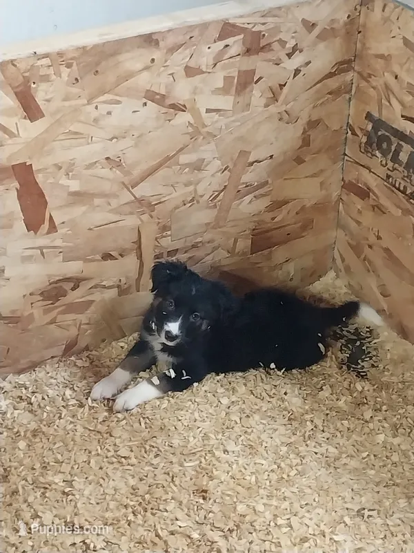 Socks – Border Collie, German Shepherd Dog puppy for sale in La Junta, CO