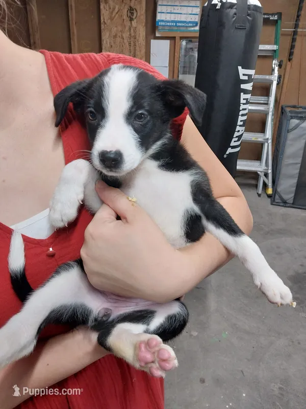 Tessa – Border Collie, German Shepherd Dog puppy for sale in La Junta, CO