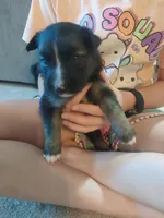 Luna, a female Border Collie and German Shepherd Dog for sale in La Junta, CO – 2 of 3