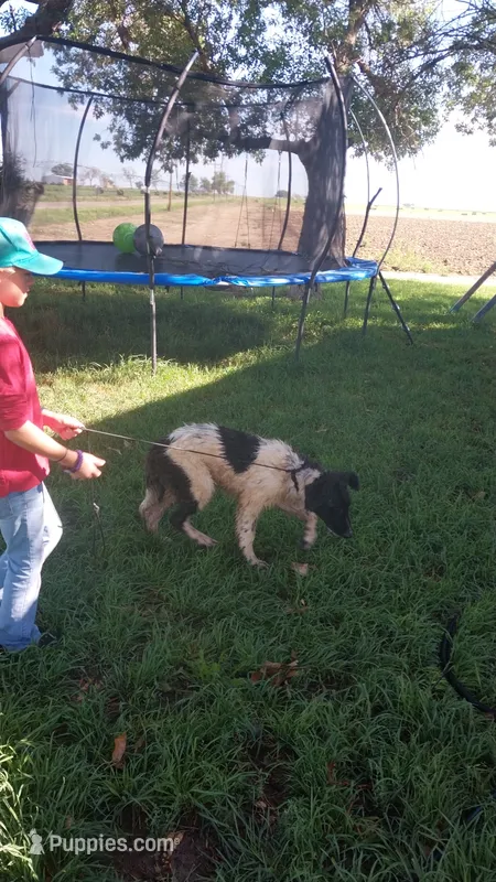 Oreo – German Shepherd Dog, Anatolian Shepherd Dog puppy for sale in La Junta, CO